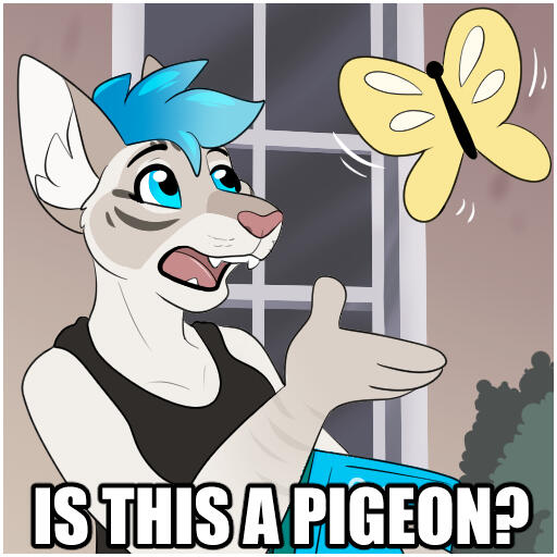 Kitts - Is this Meme Kitts - Is this Meme